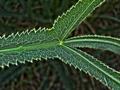 Falcaria vulgaris